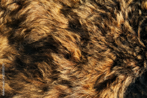 Foto Background and texture of natural brown bear fur.