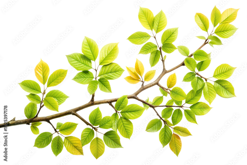 Obraz premium Vibrant elm branch isolated on transparent background, capturing the essence of spring with its fresh green leaves and intricate natural details