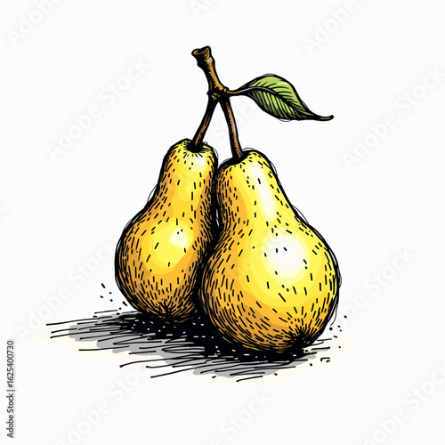 Two yellow pears with green leaf on white background  