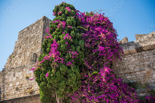 Medieval garden on the territory of the old town of Rhodes. Cypresses, shrubs, rhododendra, lemon trees, wildflowers