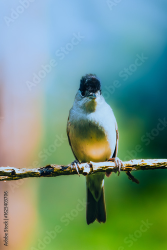 Blackcap Bird on a branch