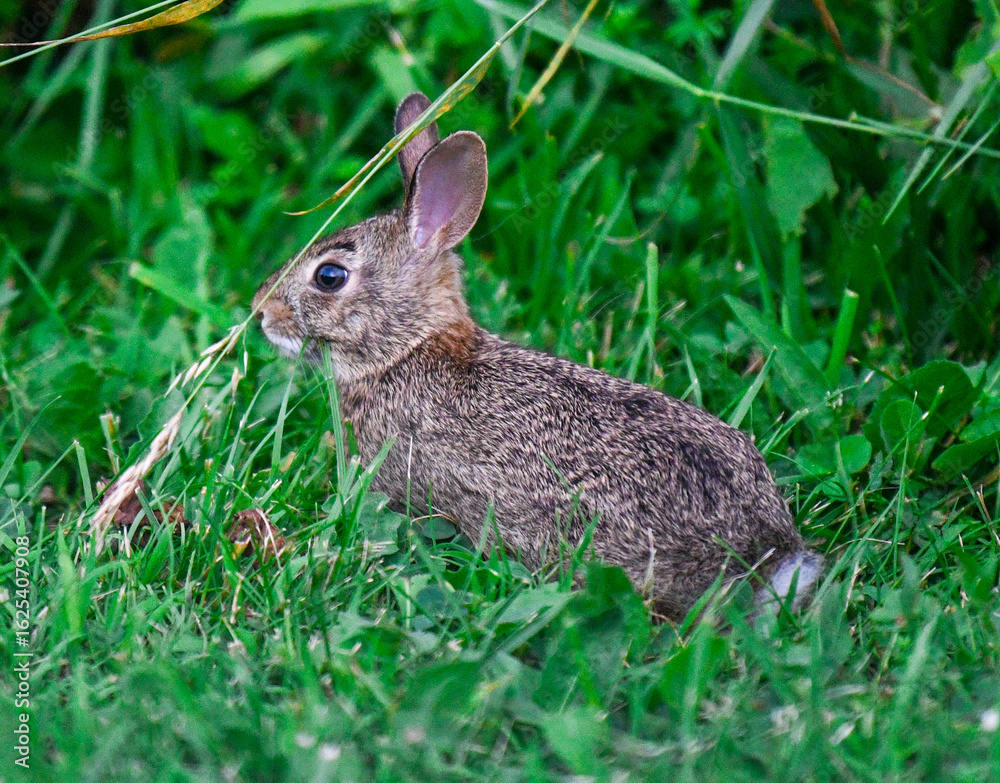 Fototapeta premium Close up view of a wild baby rabbit