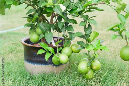 Canvastavla Citrus x limon ‘Meyer’ - Improved Meyer Lemon