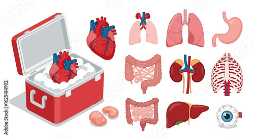 Vital human organs including heart, lungs, kidneys, intestines, liver, stomach, ribs, and eye, carefully preserved in a cooler for transplant