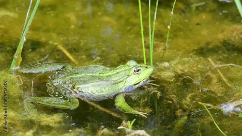 Frog in pond. Amphibian resting on water surface among aquatic plants. Wildlife, nature, and wetland habitat in close-up view, water animals wildlife in summer. Green frog in the natural habitat