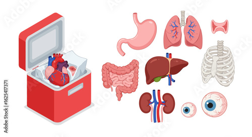 Vital human organs including heart in cooler, lungs, stomach, liver, kidneys, intestines, rib cage, and eyes for medical science and donation campaigns