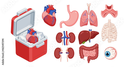 Vital organ collection for transplant surgery, showcasing a heart in a cooler alongside lungs, kidneys, liver, stomach, intestines, ribcage, and eye.