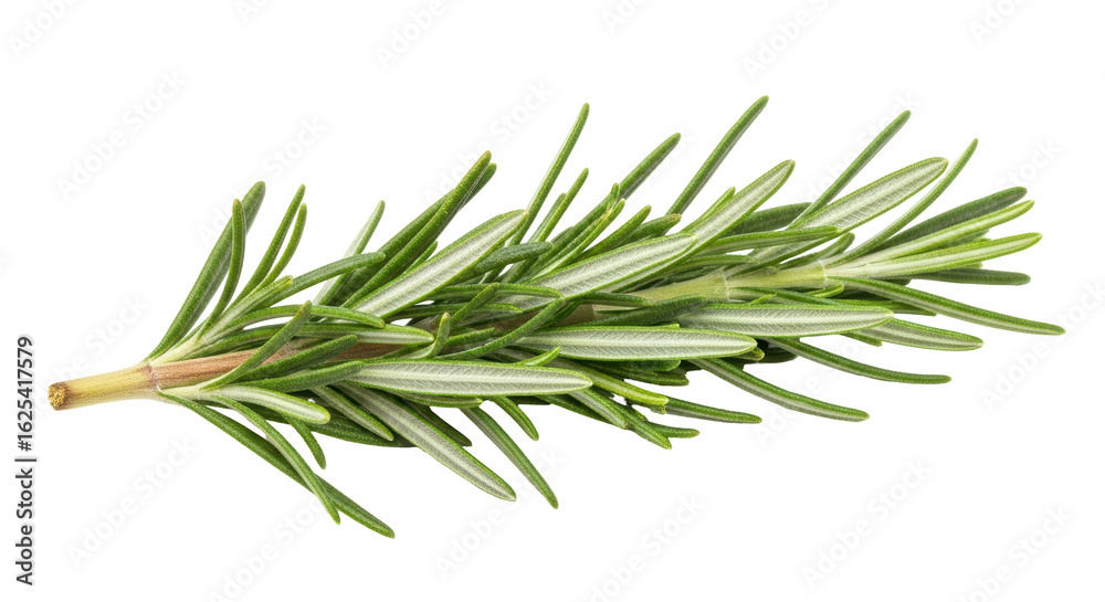 Fototapeta premium Isolated Fresh Rosemary Sprig