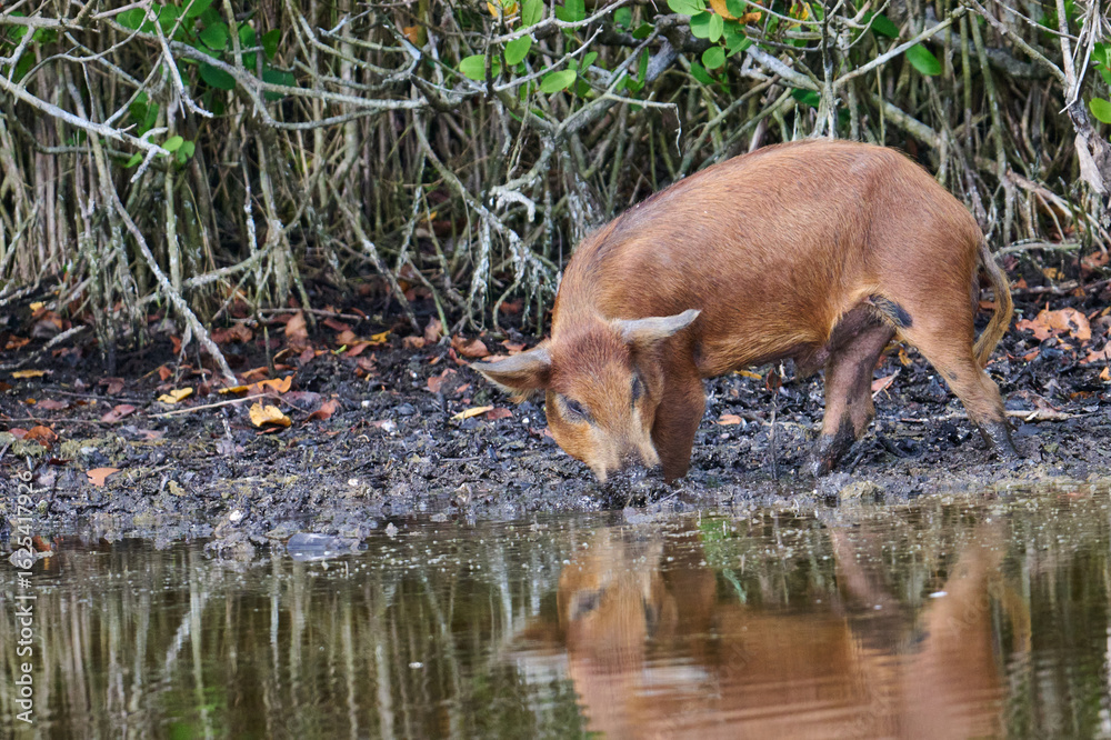 Obraz premium Wild boar looking for food in a marsh. 