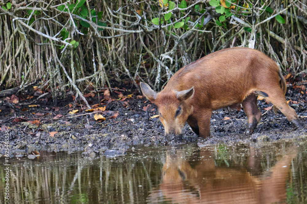 Fototapeta premium Wild boar looking for food in a marsh. 