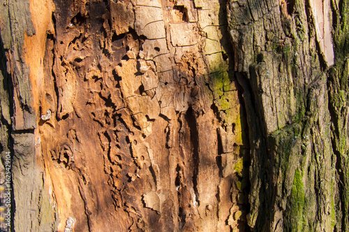 Damaged wood: close-up of tree bark with patterns from pests.