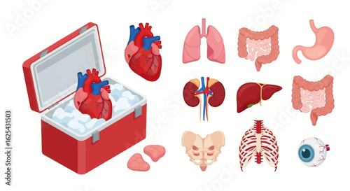Vital organ collection set including heart, lungs, kidneys, liver, stomach, intestines, rib cage, pelvis, and eyeballs for medical research and healthcare concepts