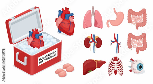 Vital human organs meticulously preserved in an insulated cooler ready for life-saving transplant procedures, showcasing medical innovation and hope for patients.