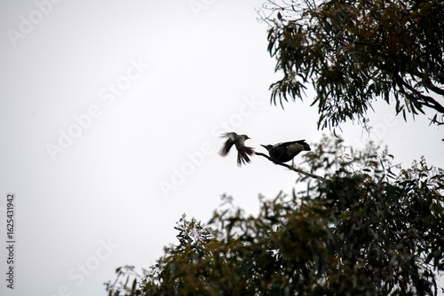 Noisy Miner and Pied Currawong perching on a tree branch