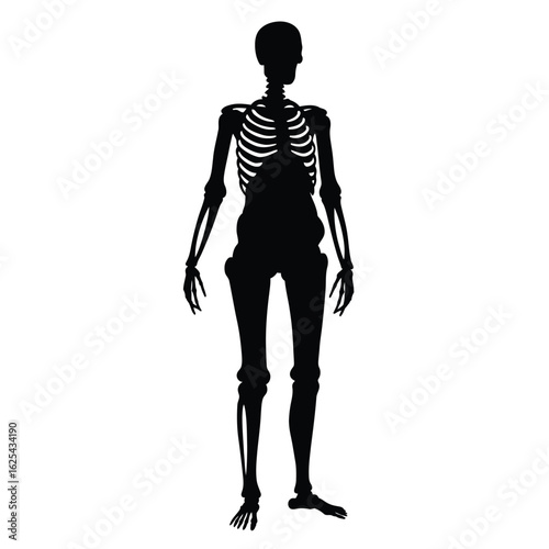 Silhouette of a human skeleton full body anatomy chart anatomical illustration depicting the skeletal system for medical and educational purposes