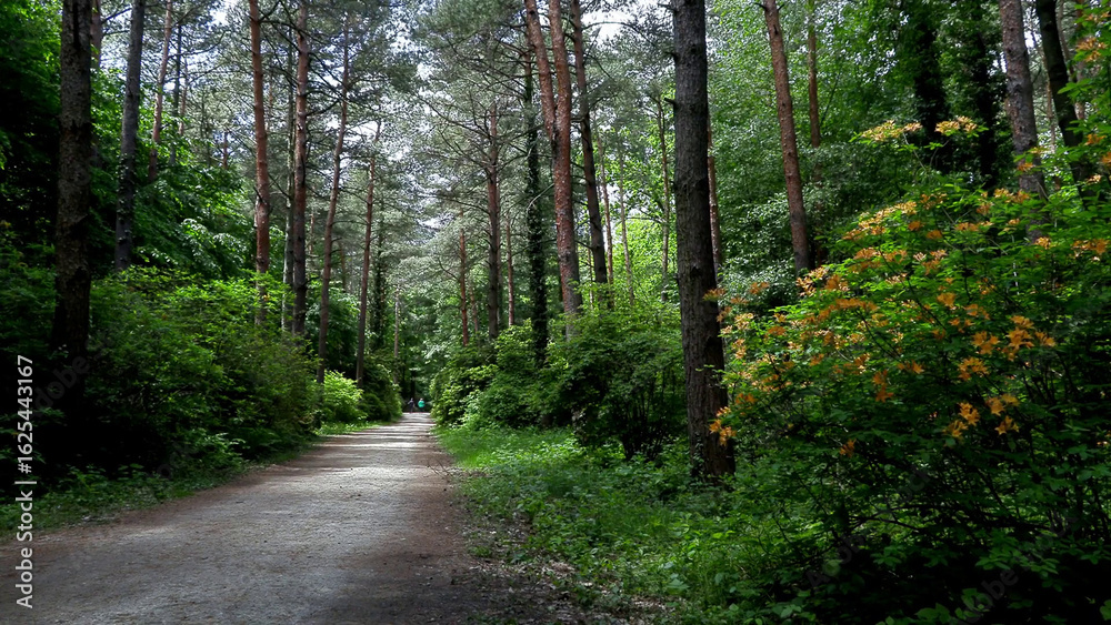 Fototapeta premium Path in the woods