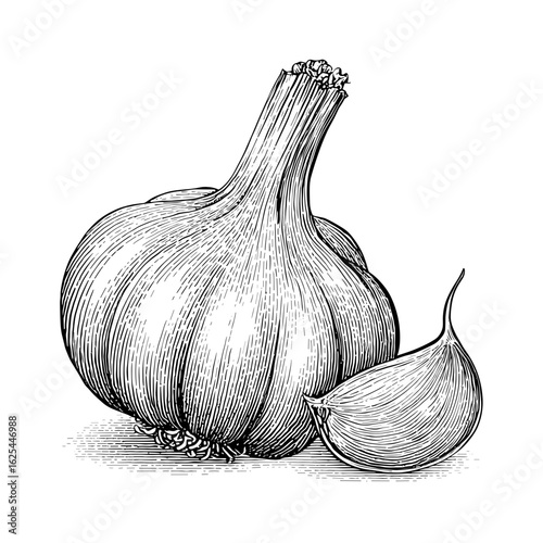 Garlic bulb with separate clove in black and white illustration  