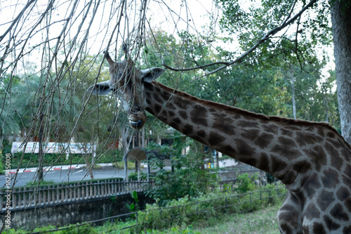 Canvas Print giraffe in the zoo