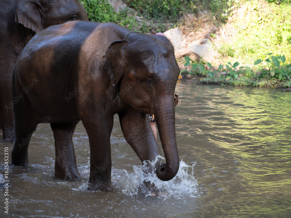 Fototapeta premium elephant in the water
