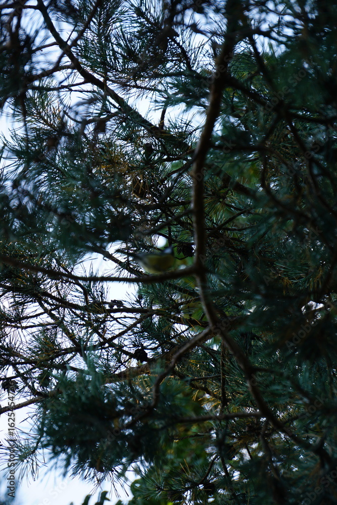 trees and sky trees and sky
