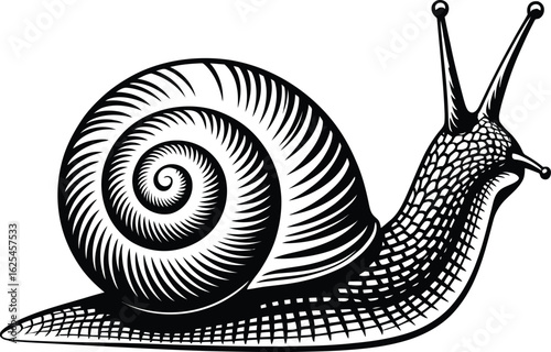 Detailed vintage illustration of a garden snail crawling with its shell and antennae clearly defined silhouette