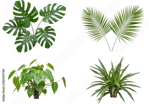Photo of a vibrant collection of lush green plants, including monstera leaves and palm fronds, isolated on transparent background