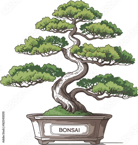 bonsai tree isolated on white