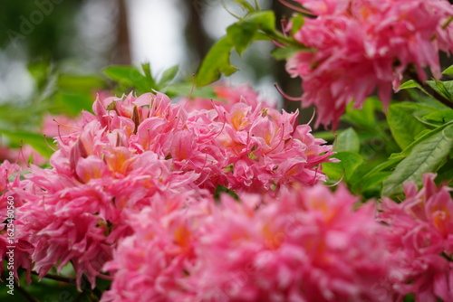 pink and white chrysanthemum