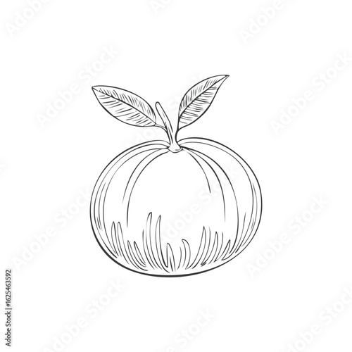 Hand drawn sketch of a fresh citrus fruit with green leaves botanical illustration
