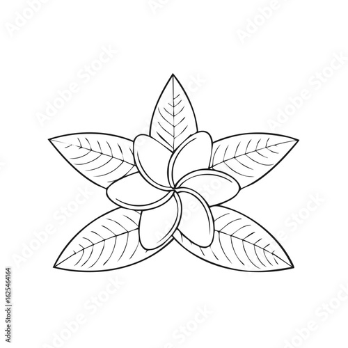 Elegant outline drawing of an exotic plumeria flower and leaves in a black and white line art style