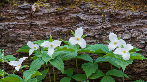 Great White Trilliums blooming against a fallen tree