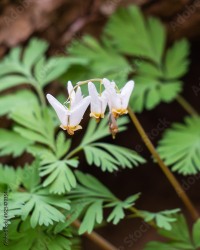Dutchman's breeches flowers in bloom