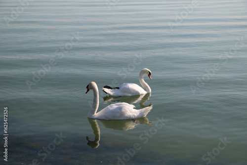 Swans on the lake
