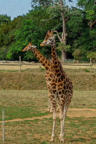 Photography Giraffes portrait in the zoo