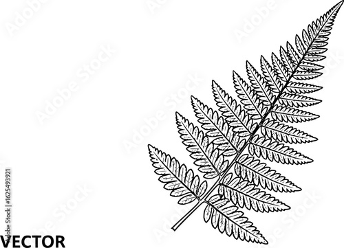 Fern fossil leaf imprint outline vector
