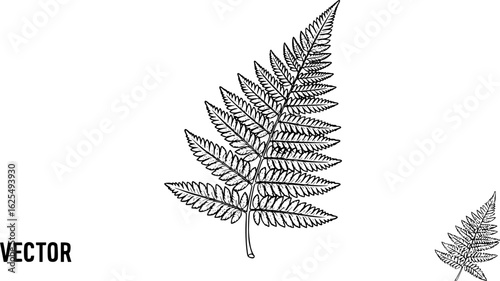 Fern fossil leaf imprint outline vector
