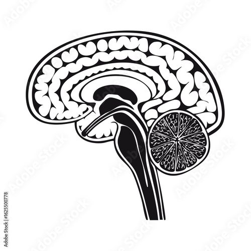 Conceptual illustration of a human brain with a citrus fruit slice cerebellum