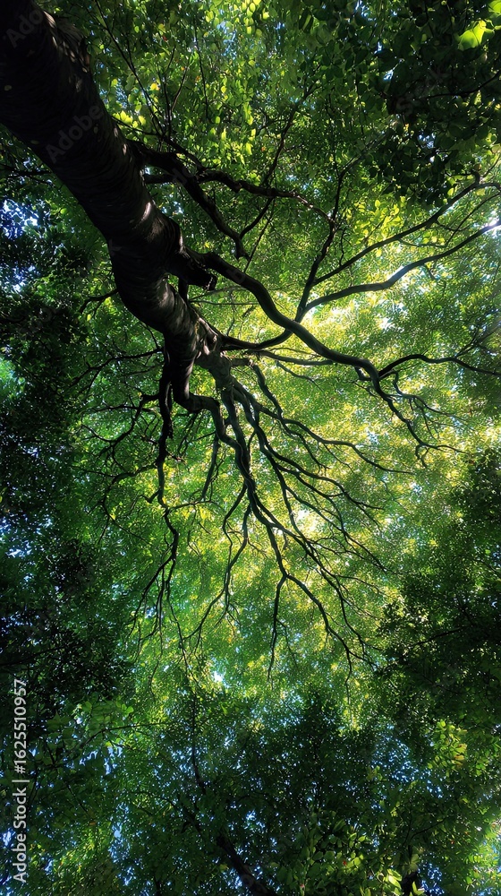 Fototapeta premium Forest canopy overhead view