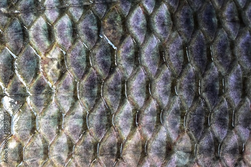Fish scale skin texture background photo