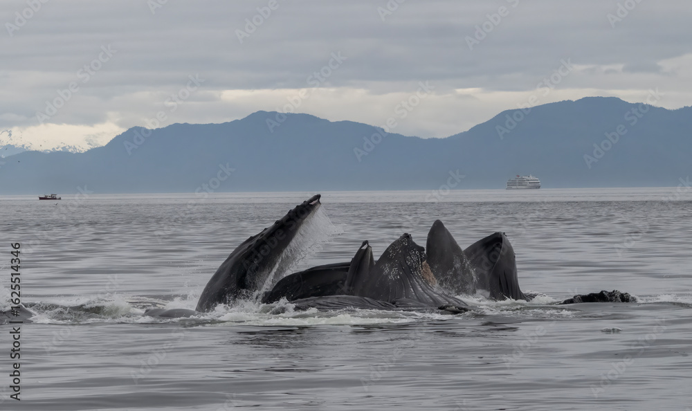 Fototapeta premium Bubble Net Feeding, Humpback Whales, Frederick Sound, Alaska