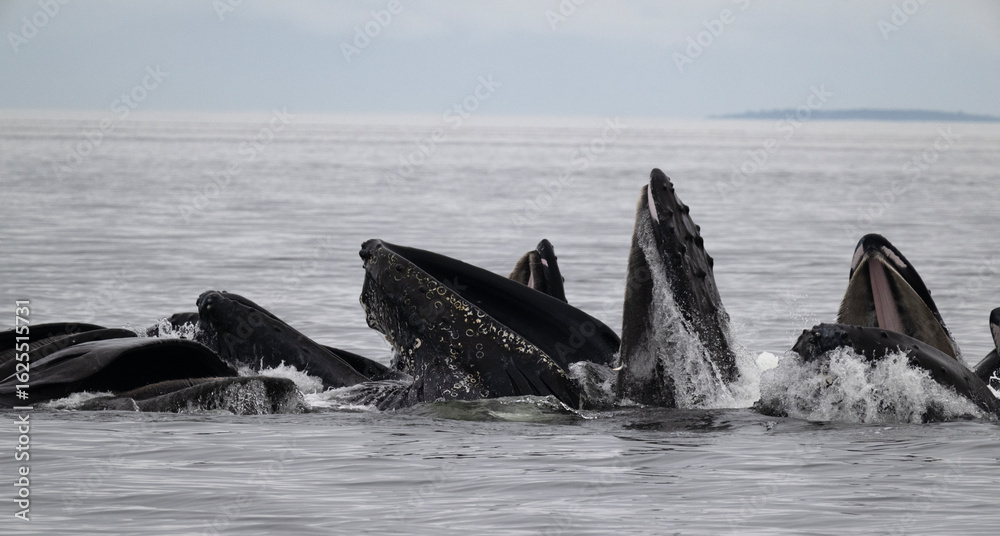 Fototapeta premium Bubble Net Feeding, Humpback Whales, Frederick Sound, Alaska