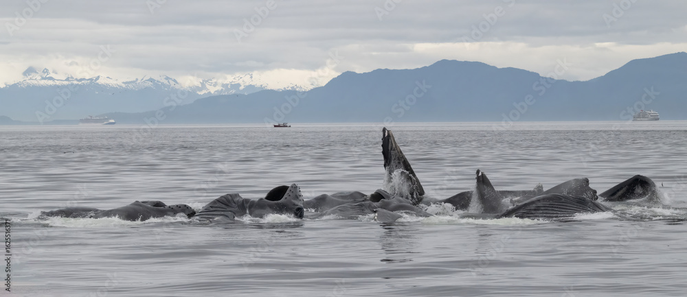 Fototapeta premium Bubble Net Feeding, Humpback Whales, Frederick Sound, Alaska