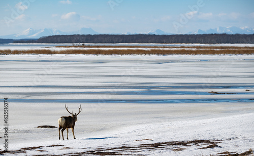 雪原に佇むエゾシカと遠望の山々（野付半島） / Ezo Deer on Snowfield with Distant Mountains in Notsuke Peninsula