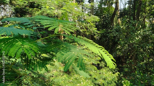 tropical tree in the city forest of indonesia