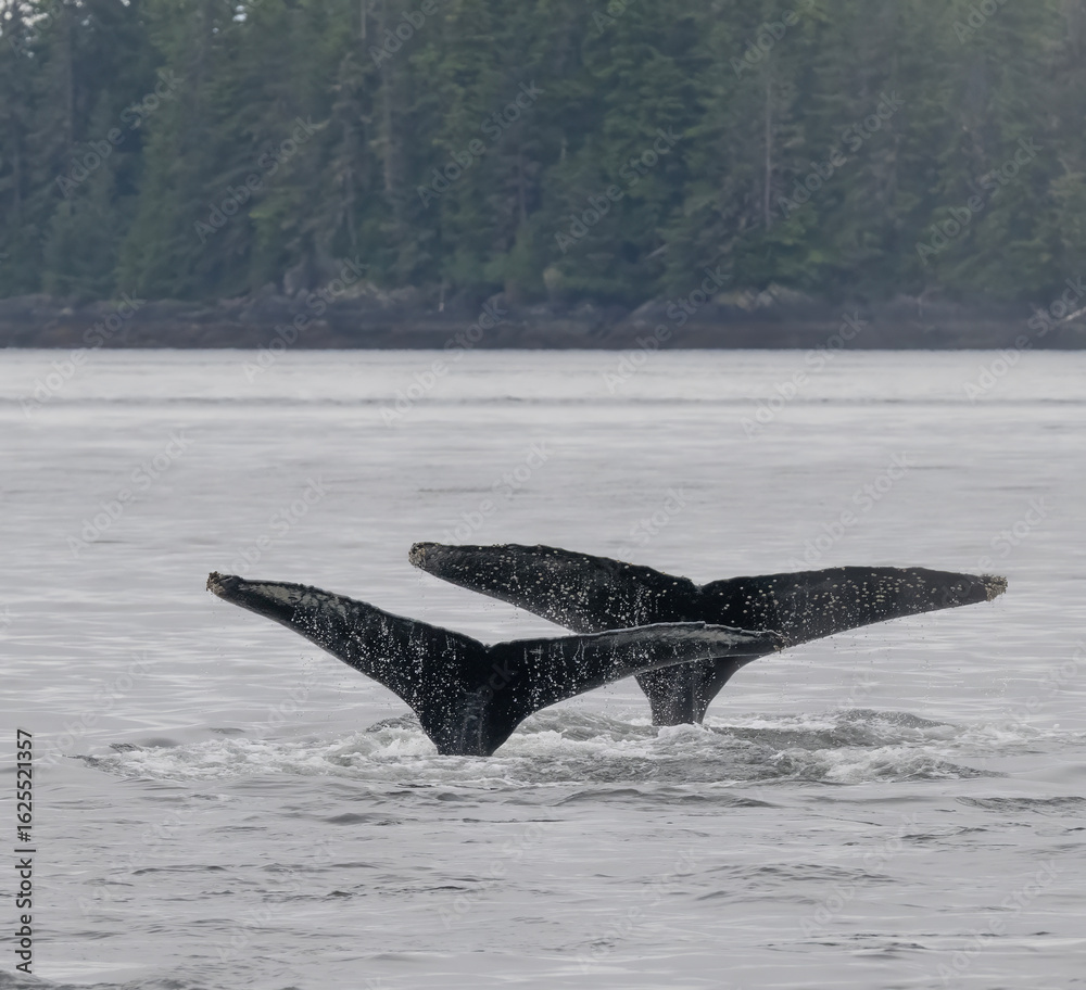 Obraz premium Humpback Whale Flukes