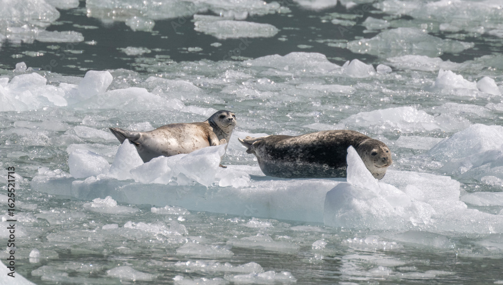 Obraz premium Harbor Seals on Ice, Dawes Glacier