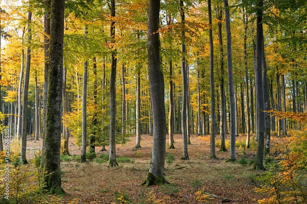 autumn in the forest autumn in the forest