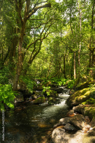 A stream of clear water flows through a dense, lush forest. The shore is covered with mossy rocks and leafy ferns, while the leafy green trees form a canopy that filters the light from the south.