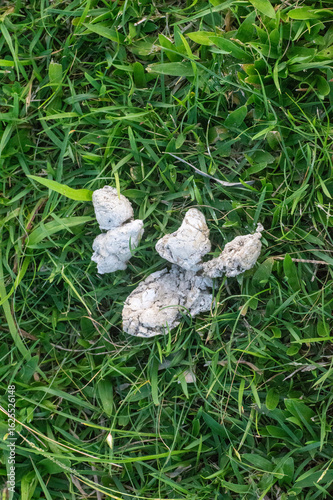 Фотография Excremento de perro de color blanco sobre un pasto muy verde en un espacio exterior
