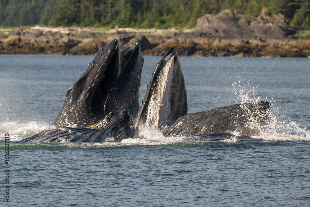 Fototapeta premium Humpback Whales Bubble Net Feeding, Frederick Sound, Alaska